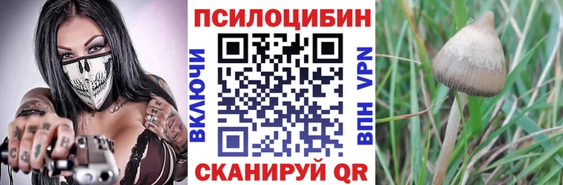 Псилоцибиновые грибы Psilocybe  Сафоново 